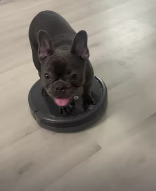 Frenchie Cruisin’ in Style !